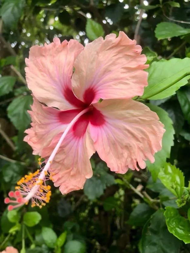 Villa Florentine - Saint Francois - Guadeloupe